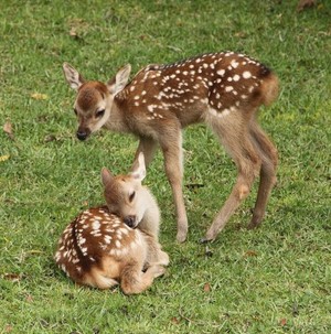  Fawns