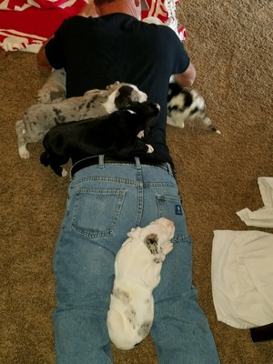 Puppies taking over Grandpa Mark