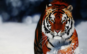  Siberian Tiger
