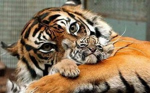  Siberian mga tigre