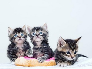  The Three Little gatitos