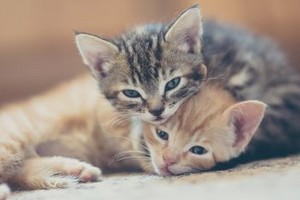  Two chatons GettyImages 559292093 58822e4f3df78c2ccd8b318c