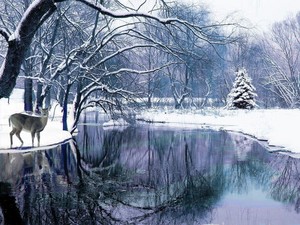  Winter Wonderland ☃️
