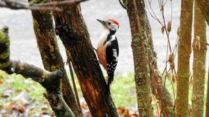 Woodpecker