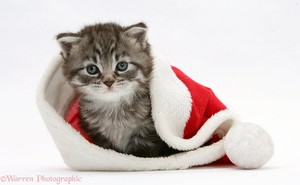  cute Котята wearing Рождество hats
