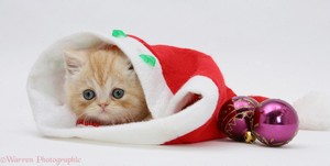  cute Kätzchen wearing Weihnachten hats
