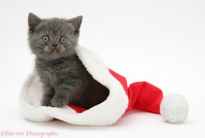 cute 小猫 wearing 圣诞节 hats