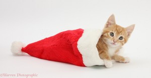  cute gattini wearing Natale hats