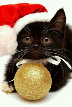  cute 子猫 wearing クリスマス hats