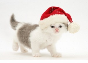  cute kittens wearing Christmas hats