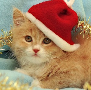  cute gatinhos wearing natal hats