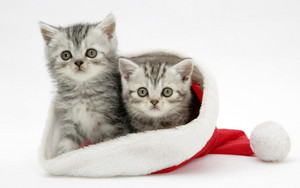  cute kittens wearing krisimasi hats