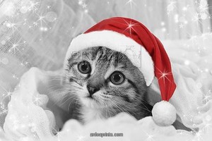  cute 小猫 wearing 圣诞节 hats