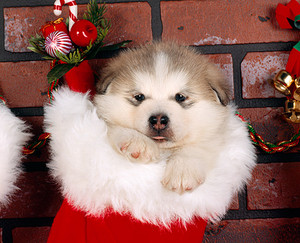  cute puppies christmas theme foto's