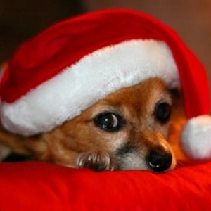 cute puppies christmas theme photos