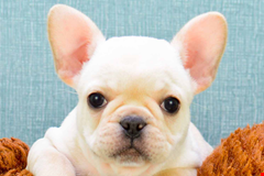  french bulldog frenchie Щенки for sale and adoption in ohio pennsylvania 635918496634658467