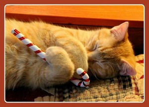  have a merry kitty Weihnachten
