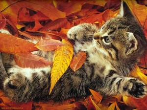  kitten in leaves