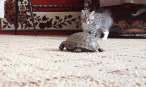  kitten and কচ্ছপ (animated gif)
