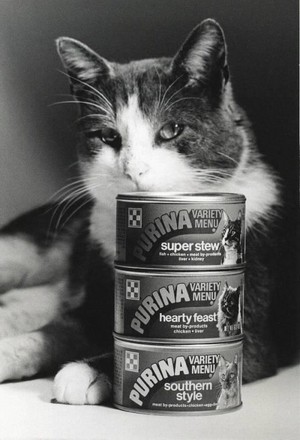  A Vintage Promo Ad For Purina Cat Chow