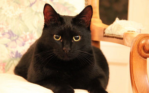 Beautiful Black Cat