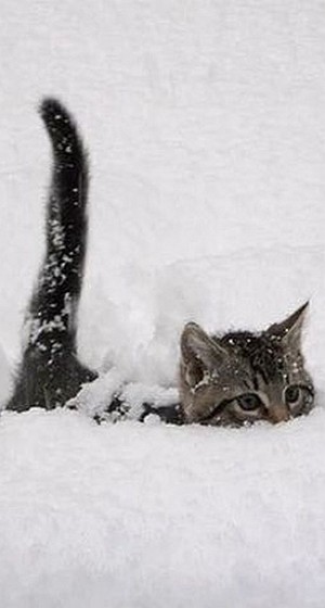  Cat Playing In The Snow
