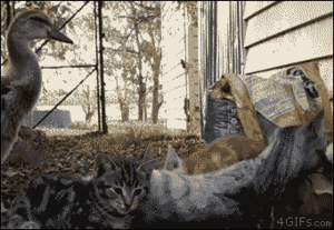  Cats and eend