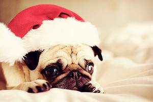  圣诞节 Pug