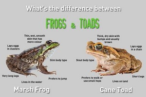  Difference Between Frogs and Toads