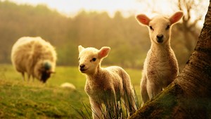  Lambs