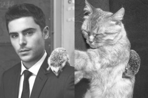  Male Celebrity vs. Cat 28