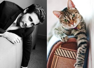  Male Celebrity vs. Cat 7