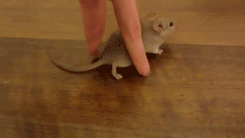 chuột