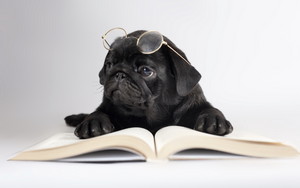  Pug Leggere a book