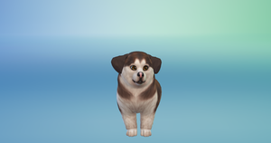  Puppies! - The Sims 4