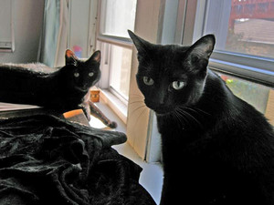 Two Beautiful Black Cats