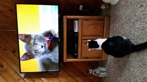  20180204 152224 Chloe watching Kitty Bowl 2