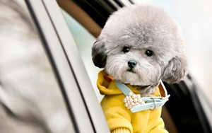 27343468 poodle wallpapers