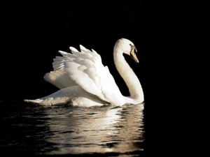  Beautiful angsa, swan
