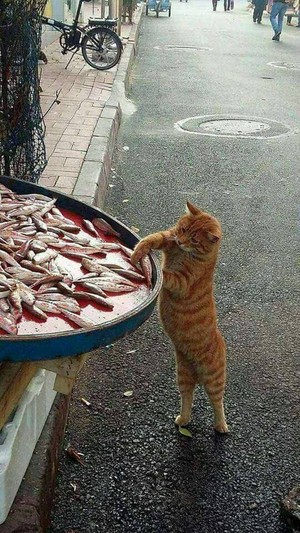  chats l’amour EAT poisson