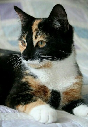  Calico Kitty
