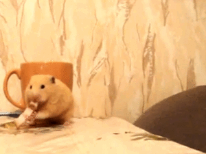  Cat and criceto, hamster