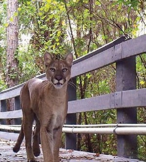 Close Encounter With A Cougar