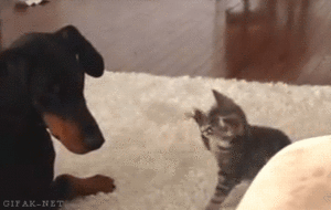  Dog and Kitten