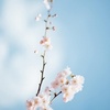  цветок Иконка made by me - KanonKyu