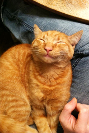  Happy smiling cat