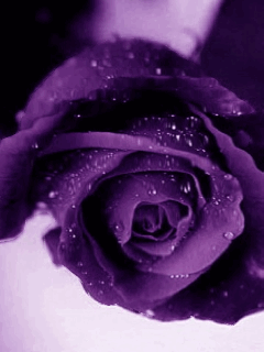  Purple Rose Just For toi