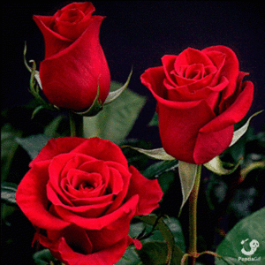  Red Rosen For Valentine's Tag