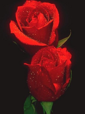  Red rosas For Valentine's dia