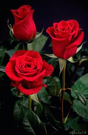  Red Розы For Valentine's день
